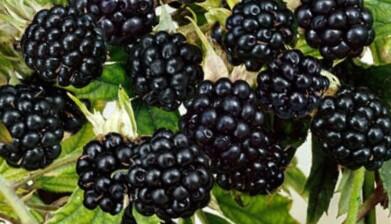 Ostružiník beztrnný 'Mont Blanc' - Rubus fruticosus 'Mont Blanc'