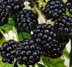 Ostružiník beztrnný 'Mont Blanc' - Rubus fruticosus 'Mont Blanc'