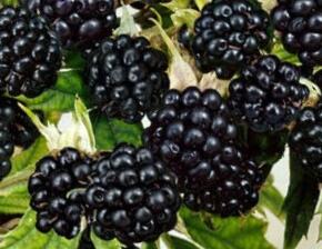 Ostružiník beztrnný 'Mont Blanc' - Rubus fruticosus 'Mont Blanc'