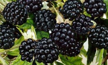 Ostružiník beztrnný 'Mont Blanc'