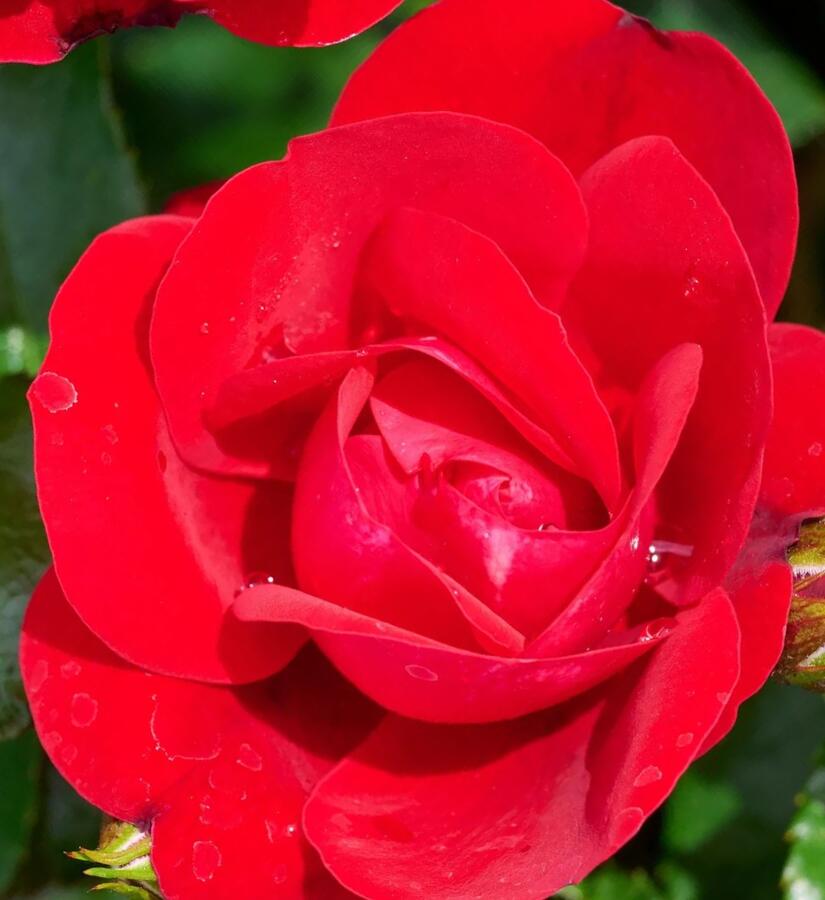 Růže mini Kordes 'Caracho' - Rosa 'Caracho'