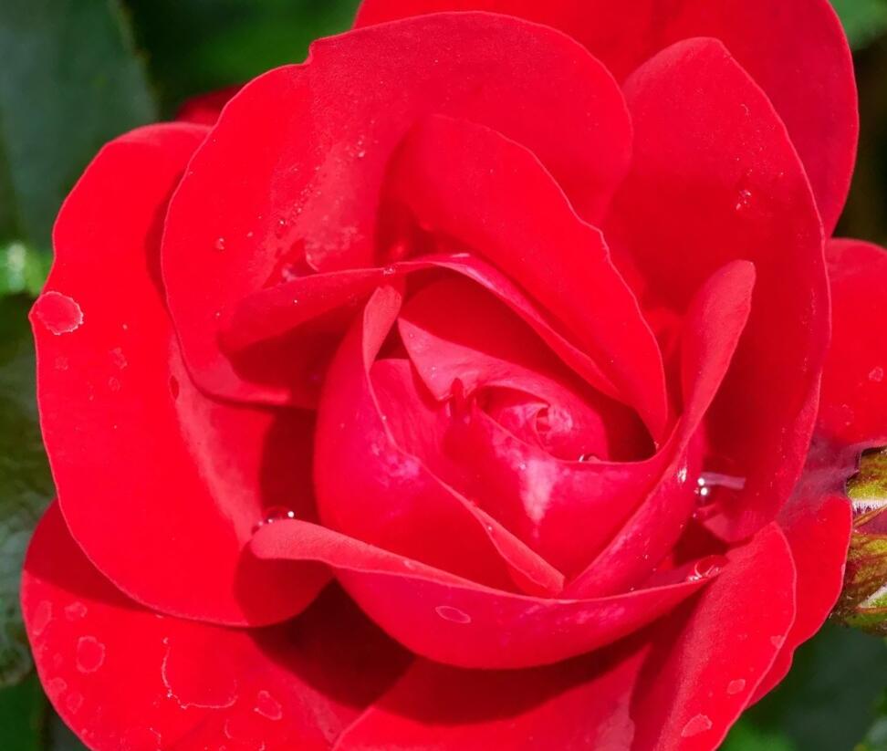 Růže miniaturní Kordes 'Caracho' - Rosa MI 'Caracho'