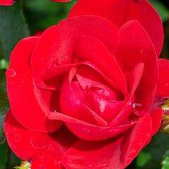 Růže mini Kordes 'Caracho' - Rosa 'Caracho'