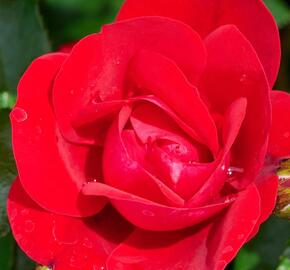 Růže mini Kordes 'Caracho'