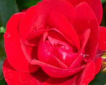 Růže miniaturní Kordes 'Caracho'