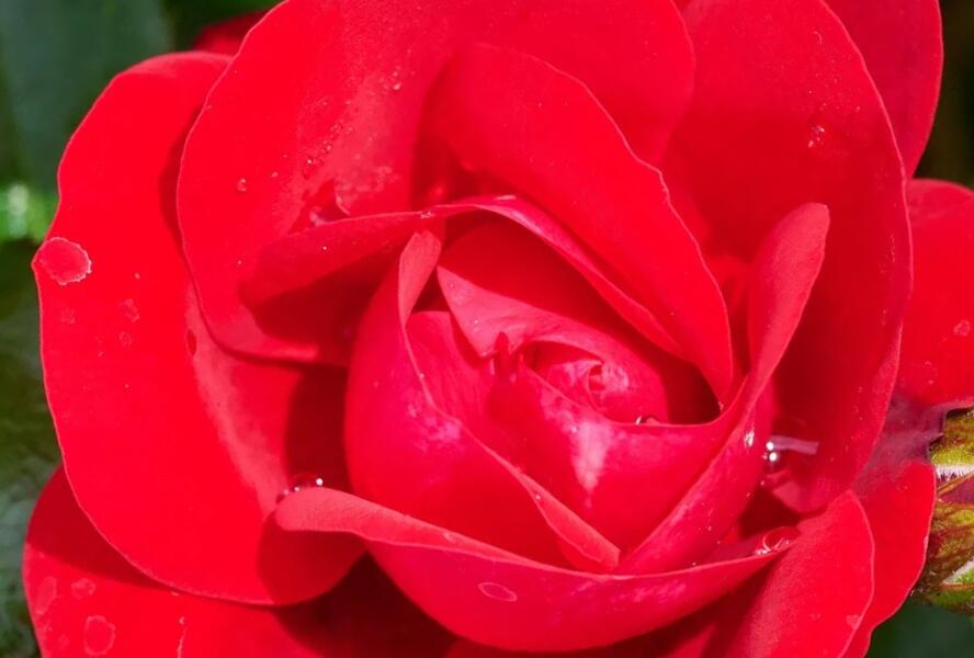 Růže miniaturní Kordes 'Caracho' - Rosa MI 'Caracho'