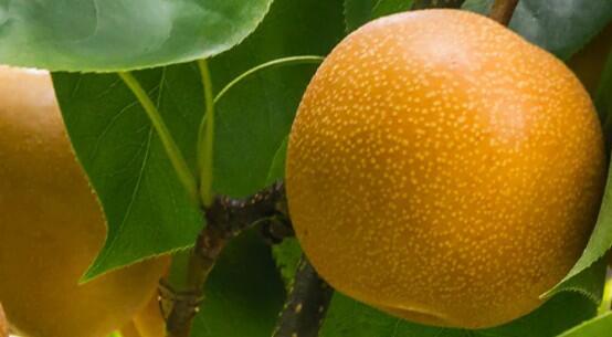 Hrušeň asijská, nashi 'Nijisseiki' - Pyrus pyrifolia 'Nijisseiki'