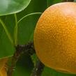 Hrušeň asijská, nashi 'Nijisseiki' - Pyrus pyrifolia 'Nijisseiki'