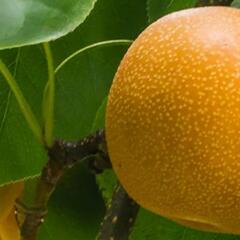 Hrušeň asijská, nashi podzimní 'Nijisseiki' - Pyrus pyrifolia 'Nijisseiki'