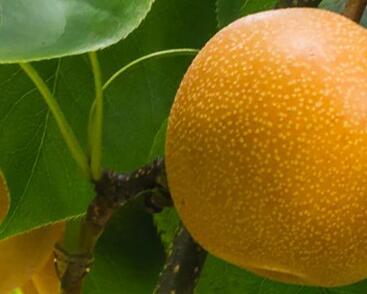 Hrušeň asijská, nashi podzimní 'Nijisseiki'