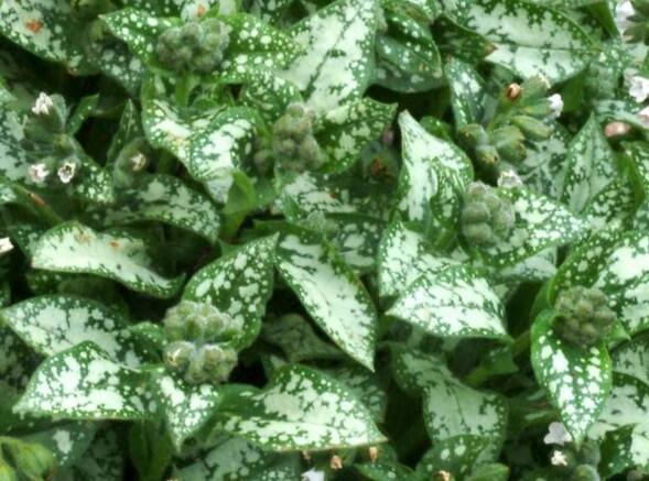 Plicník skvrnitý 'Moonshine' - Pulmonaria saccharata 'Moonshine'