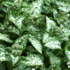 Plicník skvrnitý 'Moonshine' - Pulmonaria saccharata 'Moonshine'