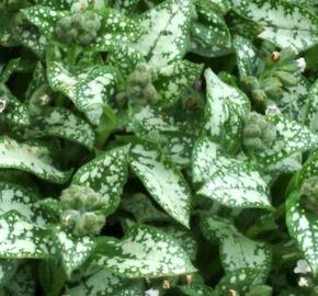 Plicník skvrnitý 'Moonshine'