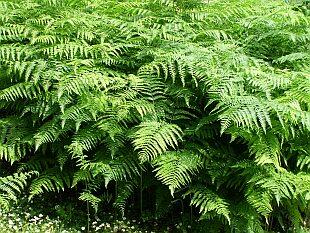 Hasivka orličí - Pteridium aquilinum