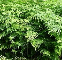 Hasivka orličí - Pteridium aquilinum