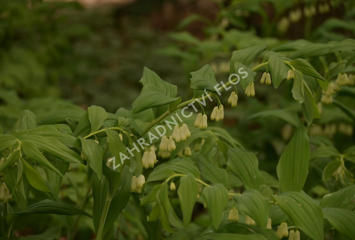 Kokořík 'Weihenstephan' - Polygonatum 'Weihenstephan'