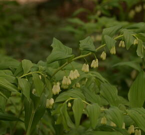 Kokořík 'Weihenstephan' - Polygonatum 'Weihenstephan'