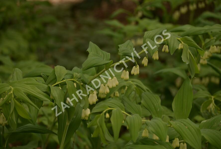 Kokořík 'Weihenstephan' - Polygonatum 'Weihenstephan'