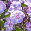Plamenka 'Younique Old Blue' - Phlox paniculata 'Younique Old Blue'