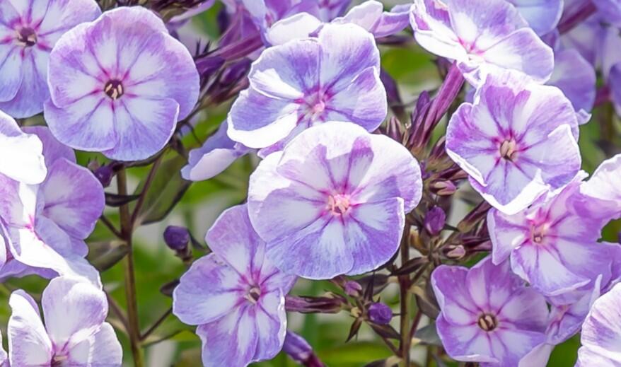 Plamenka latnatá 'Younique Old Blue' - Phlox paniculata 'Younique Old Blue'