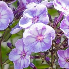 Plamenka 'Younique Old Blue' - Phlox paniculata 'Younique Old Blue'