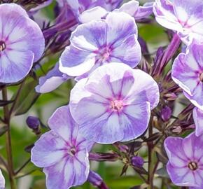 Plamenka latnatá 'Younique Old Blue'