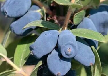 Zimolez kamčatský 'Honeybee' - Lonicera kamtschatica 'Honeybee'