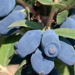 Zimolez kamčatský 'Honeybee' - Lonicera kamtschatica 'Honeybee'