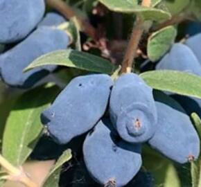 Zimolez kamčatský 'Honeybee' - Lonicera kamtschatica 'Honeybee'