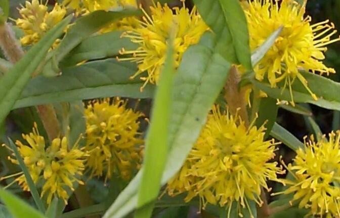 Vrbina kytkokvětá - Lysimachia thyrsiflora