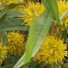 Vrbina kytkokvětá - Lysimachia thyrsiflora