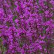 Kyprej vrbice 'Robert' - Lythrum salicaria 'Robert'