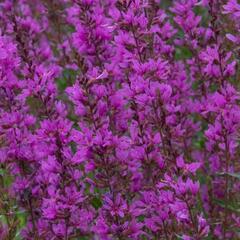 Kyprej vrbice 'Robert' - Lythrum salicaria 'Robert'