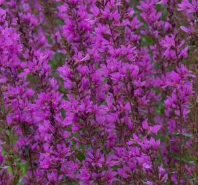 Kyprej vrbice 'Robert' - Lythrum salicaria 'Robert'
