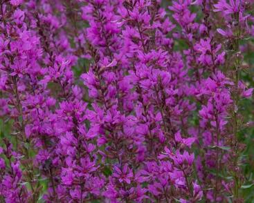 Kyprej vrbice 'Robert'