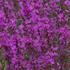 Lythrum salicaria 'Robert'.jpg