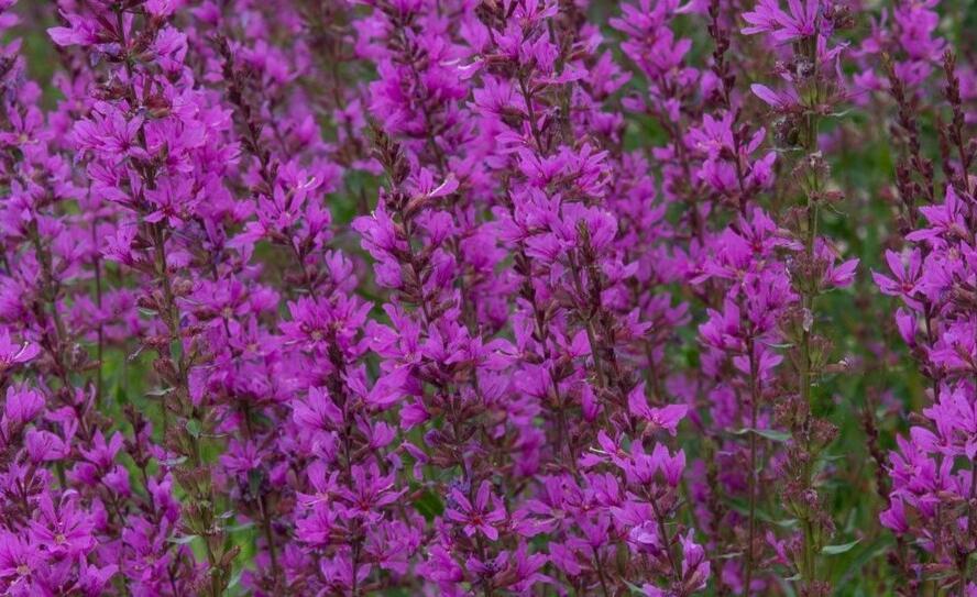 Kyprej vrbice 'Robert' - Lythrum salicaria 'Robert'