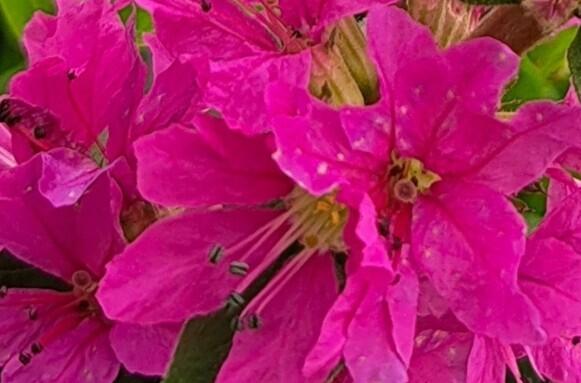 Kyprej vrbice 'Robin' - Lythrum salicaria 'Robin'