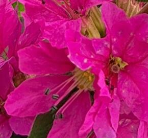 Kyprej vrbice 'Robin' - Lythrum salicaria 'Robin'