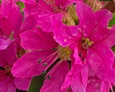 Kyprej vrbice 'Robin'