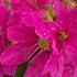 Lythrum salicaria 'Robin'.jpg