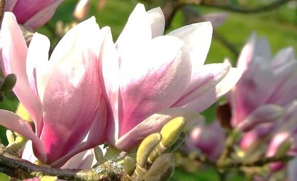 Šácholan Soulangeanův 'Alexandrina' - Magnolia soulangeana 'Alexandrina'