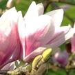 Šácholan Soulangeanův 'Alexandrina' - Magnolia soulangeana 'Alexandrina'