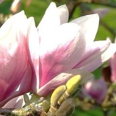 Šácholan Soulangeanův 'Alexandrina' - Magnolia soulangeana 'Alexandrina'
