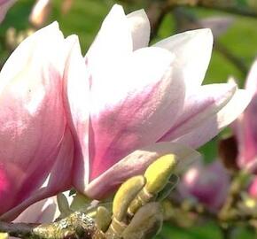Šácholan Soulangeanův 'Alexandrina' - Magnolia soulangeana 'Alexandrina'