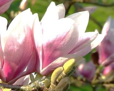 Šácholan Soulangeanův 'Alexandrina'