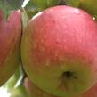 Jabloň letní 'James Grieve Lired' - Malus domestica 'James Grieve Lired'