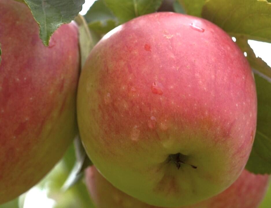 Jabloň letní 'James Grieve Lired' - Malus domestica 'James Grieve Lired'