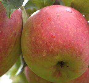 Jabloň letní 'James Grieve Lired' - Malus domestica 'James Grieve Lired'