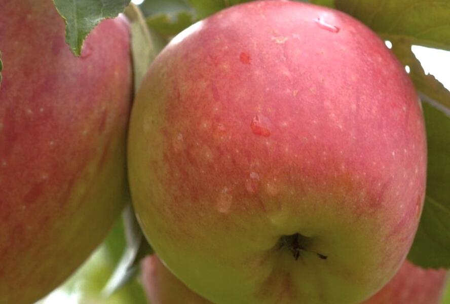 Jabloň letní 'James Grieve Lired' - Malus domestica 'James Grieve Lired'